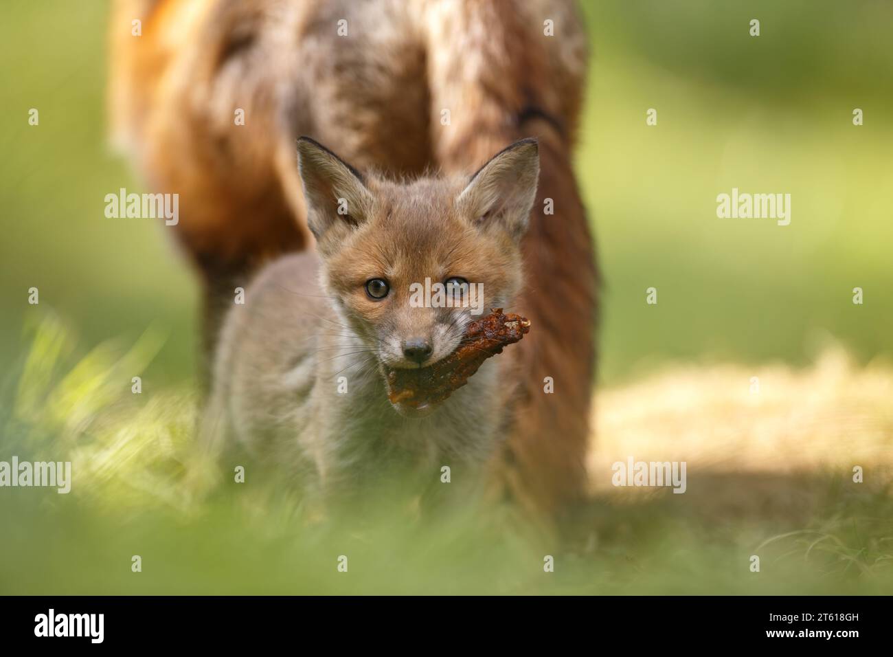 Jeune petit renard nourri d'un pilon de poulet par sa mère Banque D'Images
