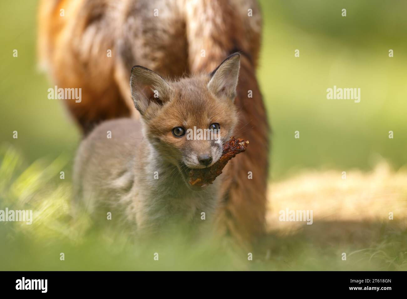 Jeune petit renard nourri d'un pilon de poulet par sa mère Banque D'Images
