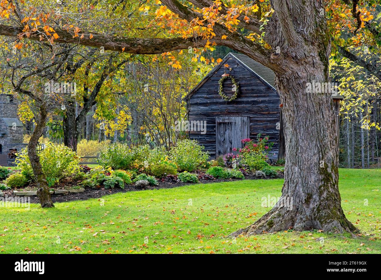 Grange rustique en bois encadrée par des arbres aux couleurs de l'automne, - Bennington VT, octobre 2023 Banque D'Images