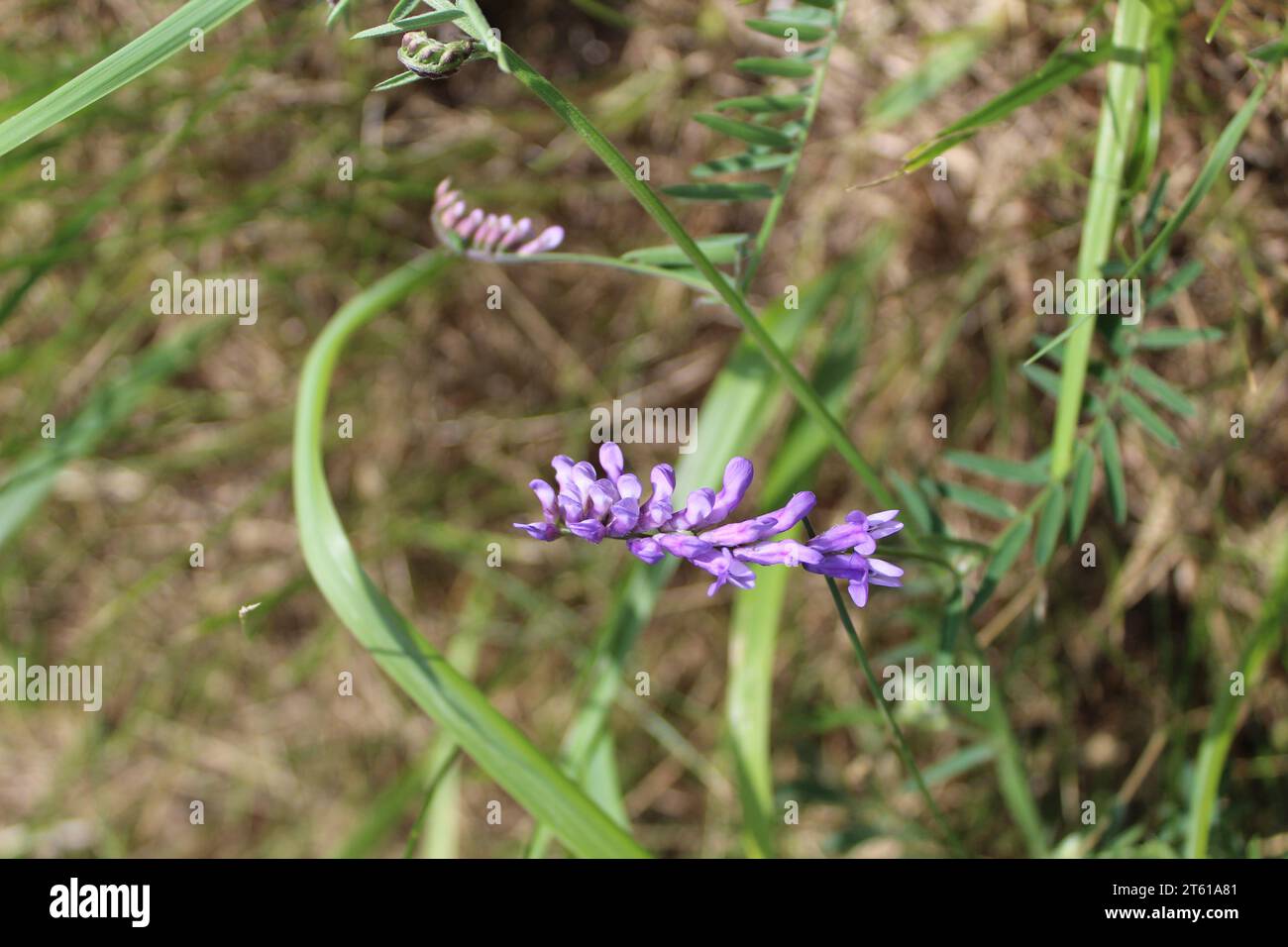 Vache vesce fleur sauvage à Akniste, Lettonie Banque D'Images