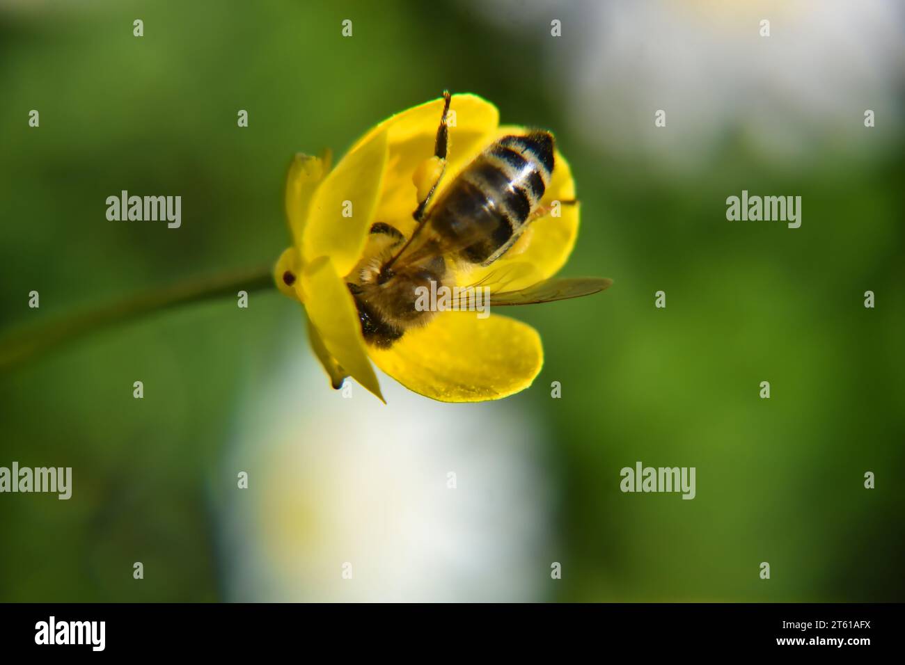 abeille collectant le pollen d'une fleur jaune Banque D'Images