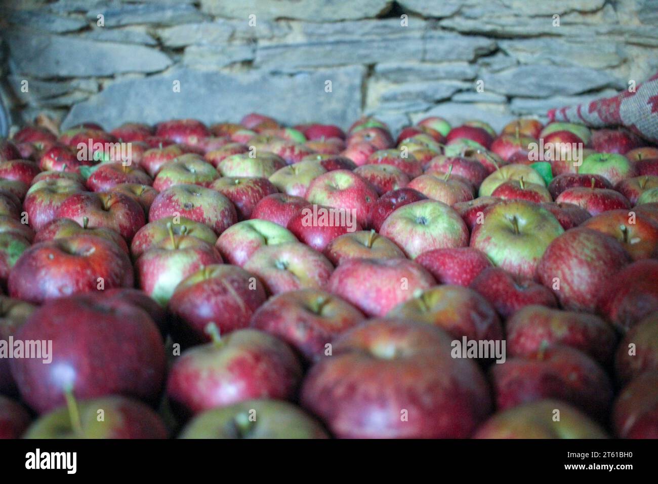 Quelques pommes de mes pommiers après que je les ai cueillies en septembre Banque D'Images
