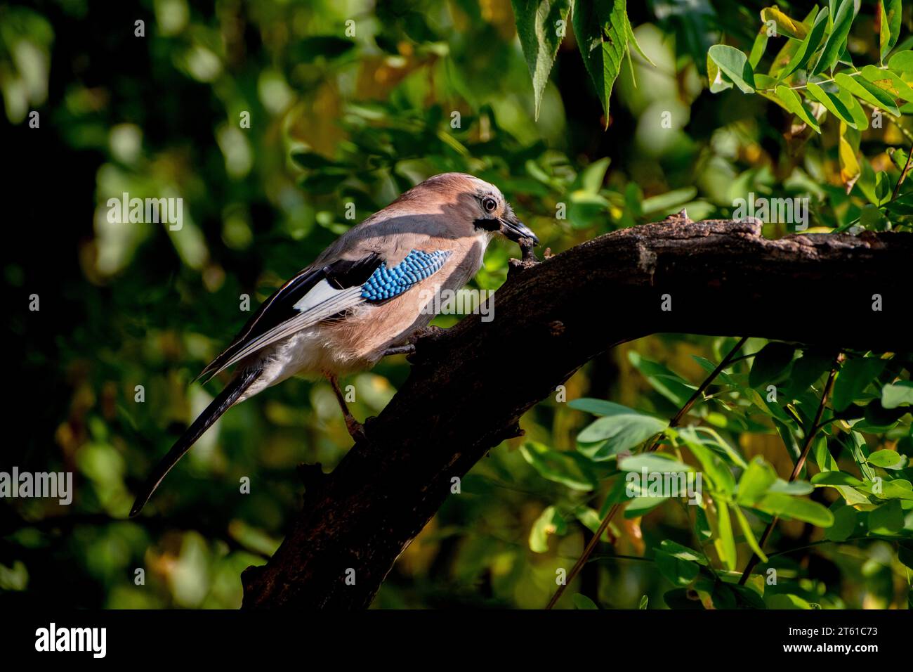 Le geai eurasien sur l'arbre, Garrulus glandarius, est une espèce de passereau de la famille des corbeaux. Banque D'Images