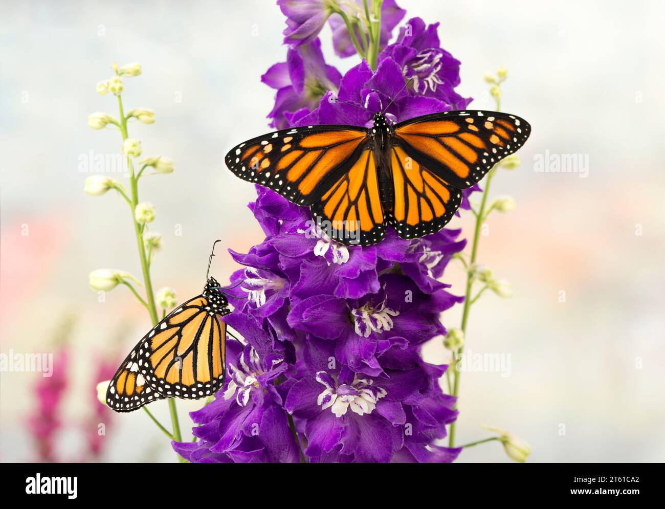 Macro de deux papillons monarques (danaus plexippus) se nourrissant d'une fleur de delphinium pourpre. Une vue latérale et une vue de dessus des ailes. Banque D'Images