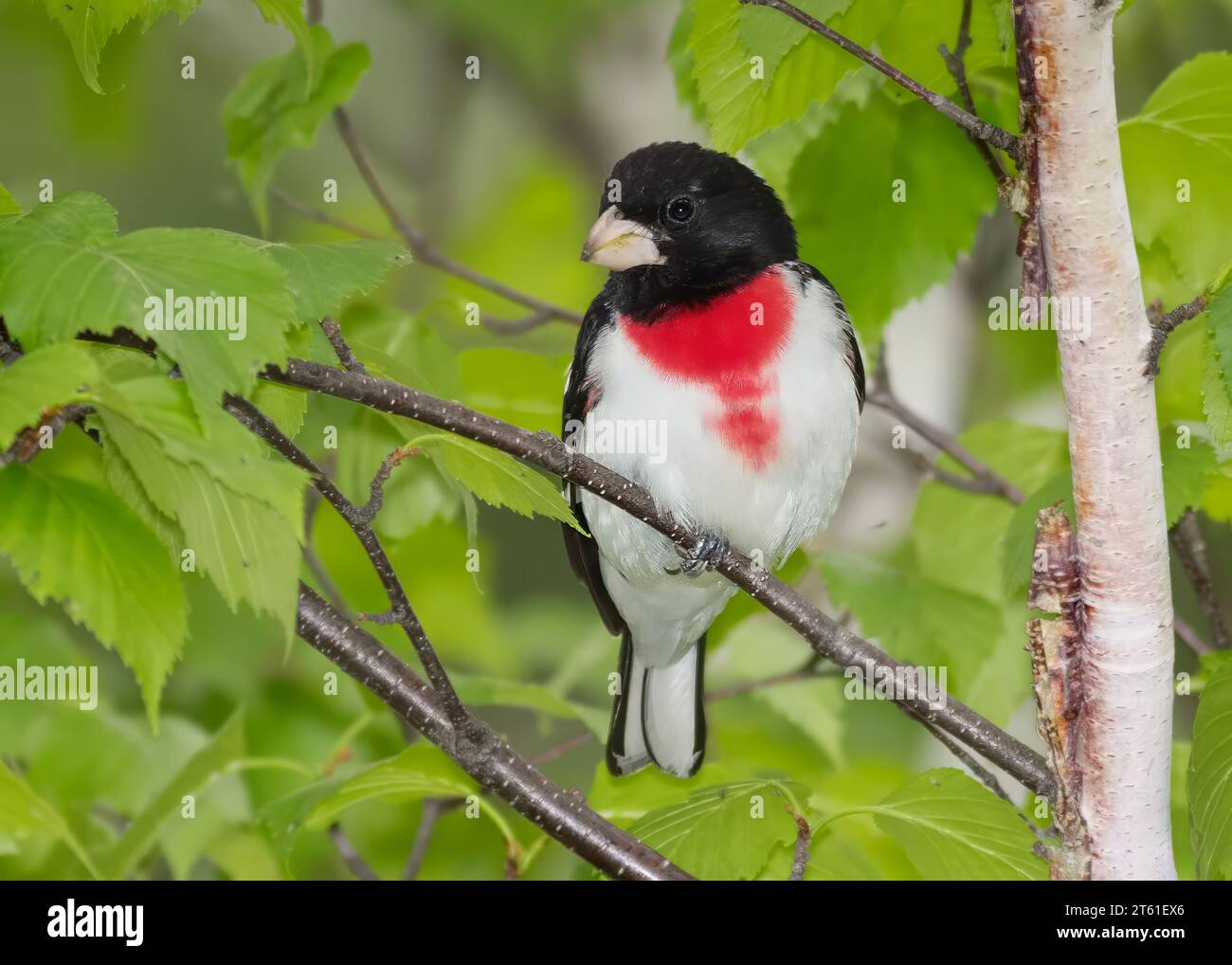Gros-bec rose mâle (Pheucticus ludovicianus) perché sur un bouleau dans la forêt nationale de Chippewa, nord du Minnesota, États-Unis Banque D'Images