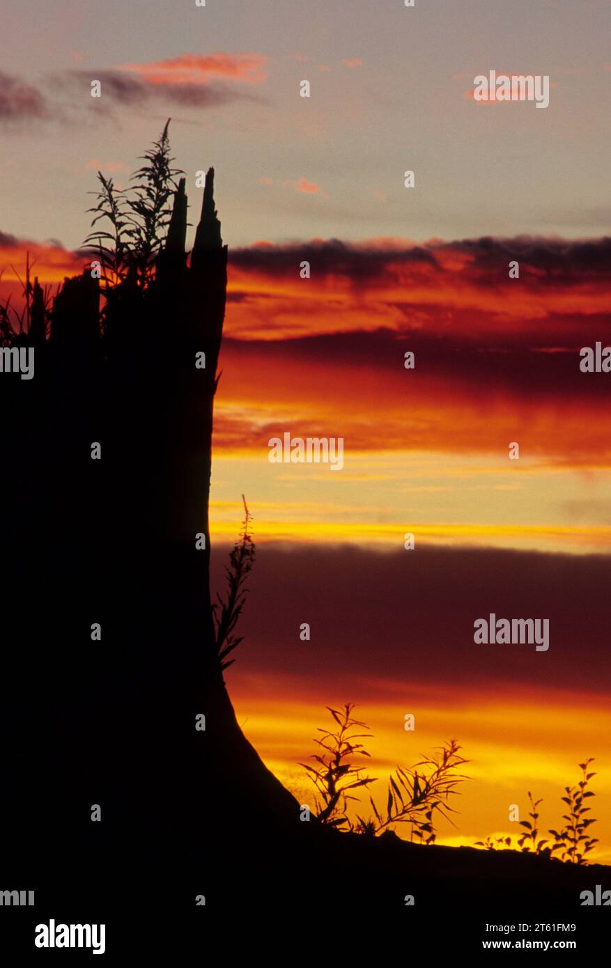 Coucher de souche, Mt St Helens, Washington Monument Volcanique National Banque D'Images