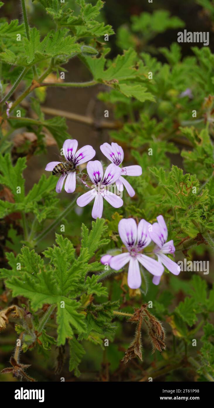 Gros plan de la tête de fleur de Pelargonium graveolens également connu sous le nom de pélargonium parfumé à la rose, citronnelle, Cola, Sweet, géranium parfumé à la rose etc Banque D'Images