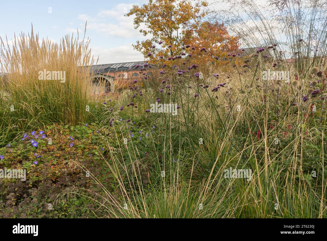 vue sur le jardin d'automne avec des céréales d'herbe vivace et des fleurs sauvages en fleurs Banque D'Images
