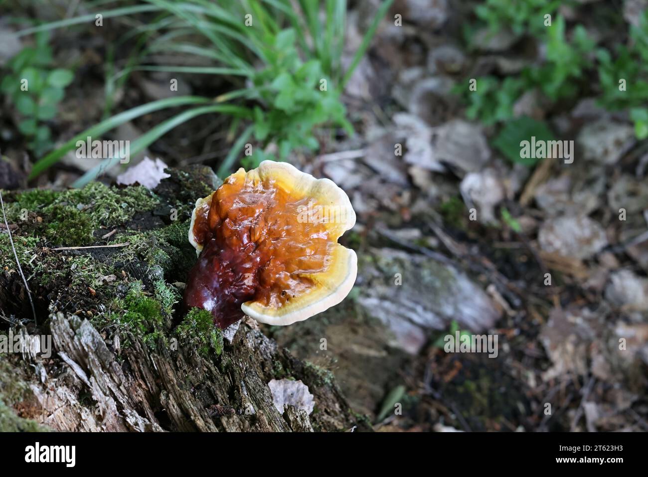 Ganoderma lucidum, communément connu sous le nom de champignon lingzhi ou reishi, champignon médicinal très traditionnel poussant à l'état sauvage en Finlande Banque D'Images