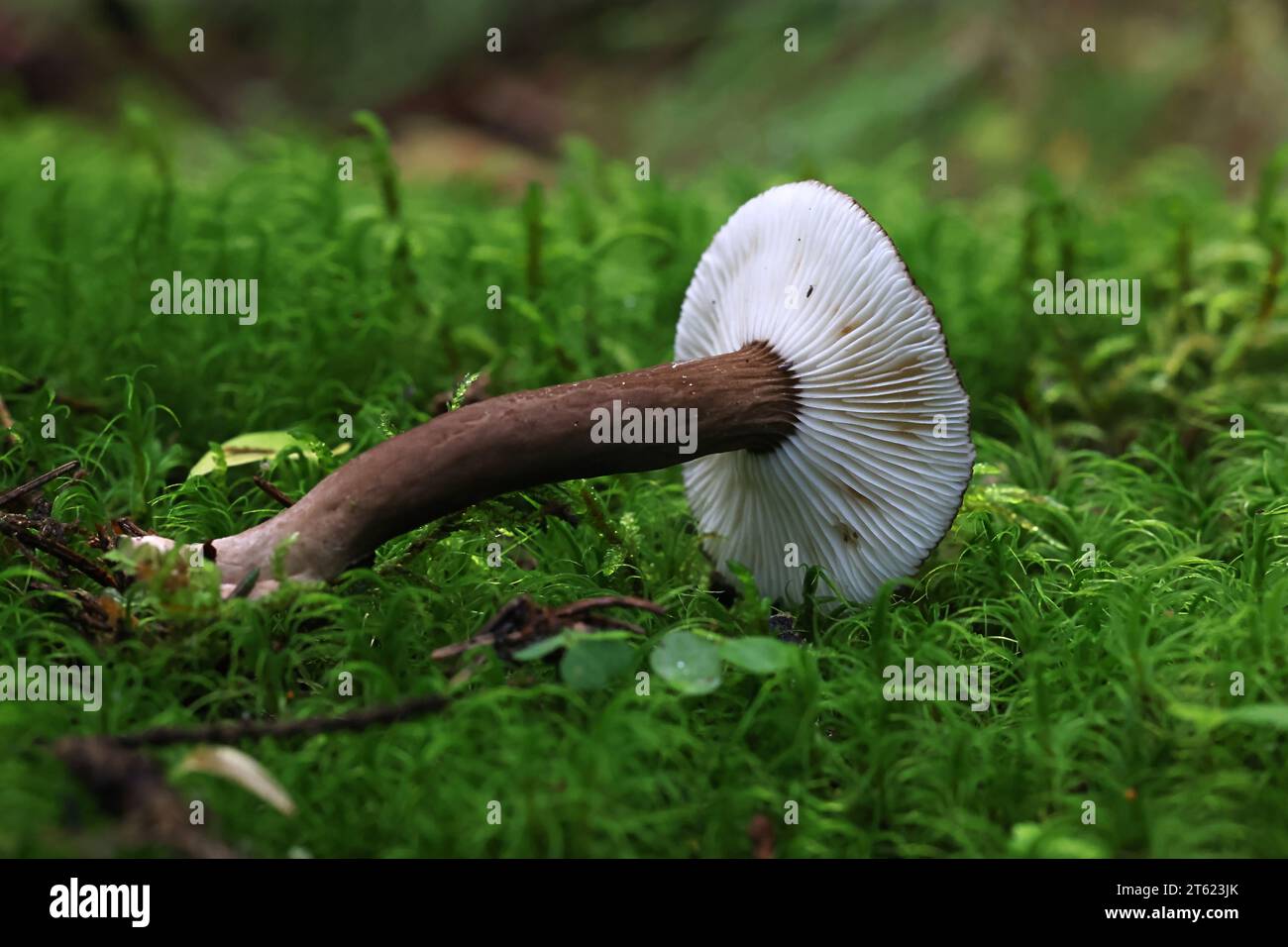 Lactarius lignyotus, communément appelé chapeau de lait suie ou chapeau de lait de velours, champignon sauvage comestible de Finlande Banque D'Images