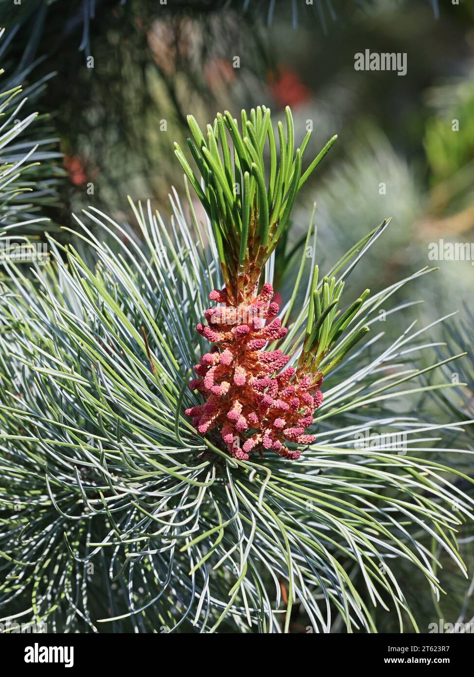 Pinus pumila, communément appelé pin sibérien nain, pin sibérien nain ou pin de pierre nain Banque D'Images