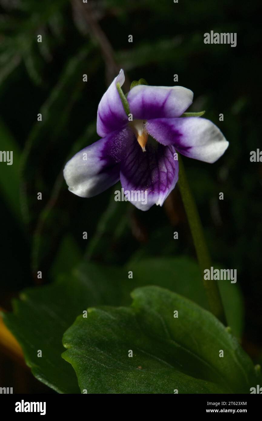 Les violettes natives ou à feuilles de lierre (Viola hederacea) sont l'une de mes fleurs préférées - mais elles sont minuscules, et nécessitent d'être couchées à plat sur un sol boueux. Banque D'Images