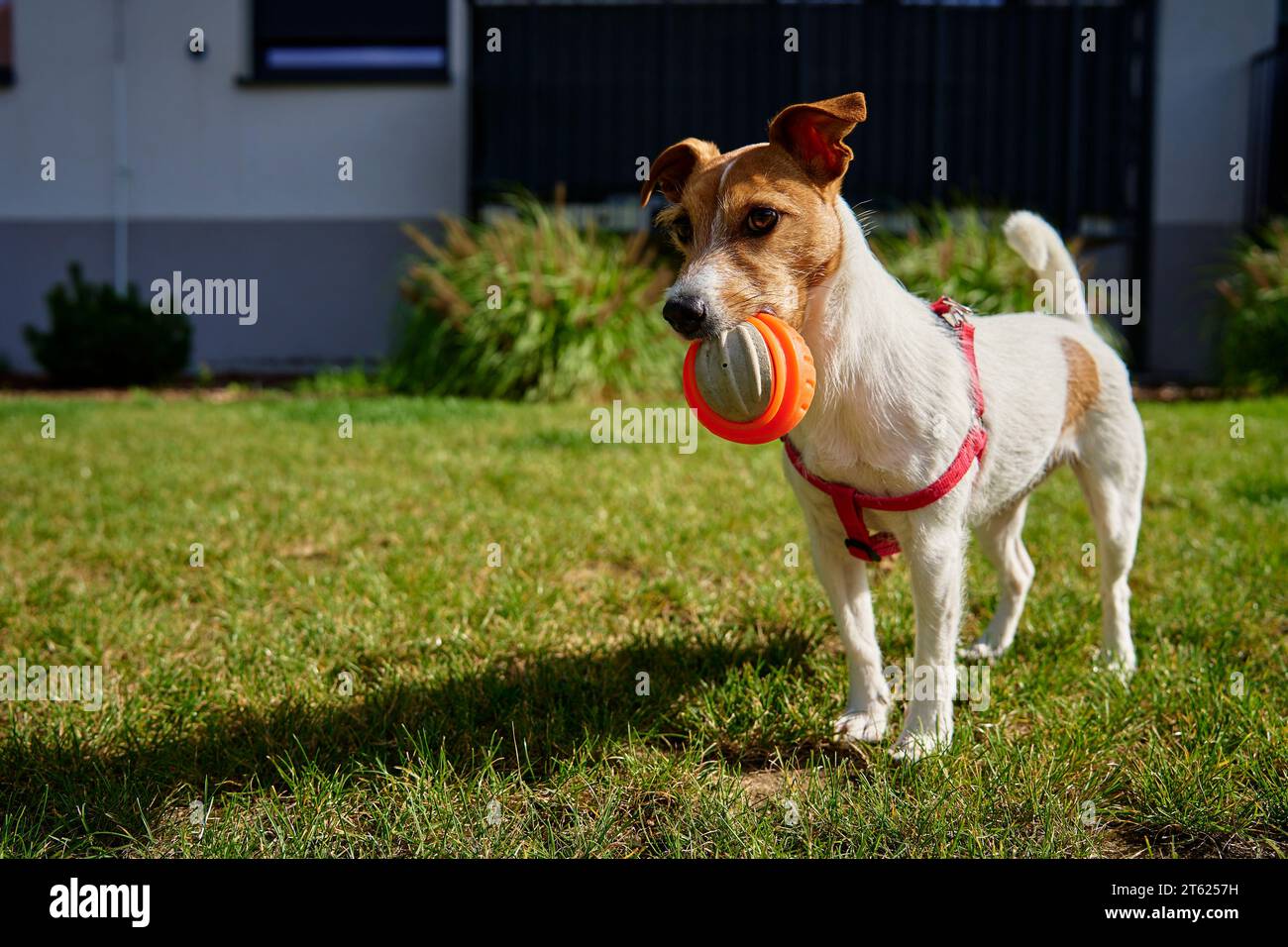 Chien actif jouant avec le ballon jouet sur l'herbe verte le jour d'été. Animaux de compagnie marchant dans le parc. Portrait de Jack Russell terrier Banque D'Images