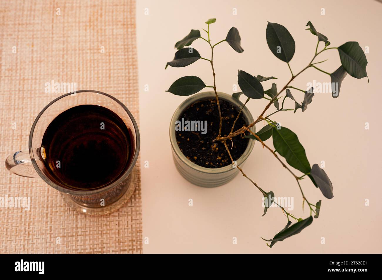Thé noir dans une tasse en verre sur une serviette et plante verte sur une table blanche Banque D'Images