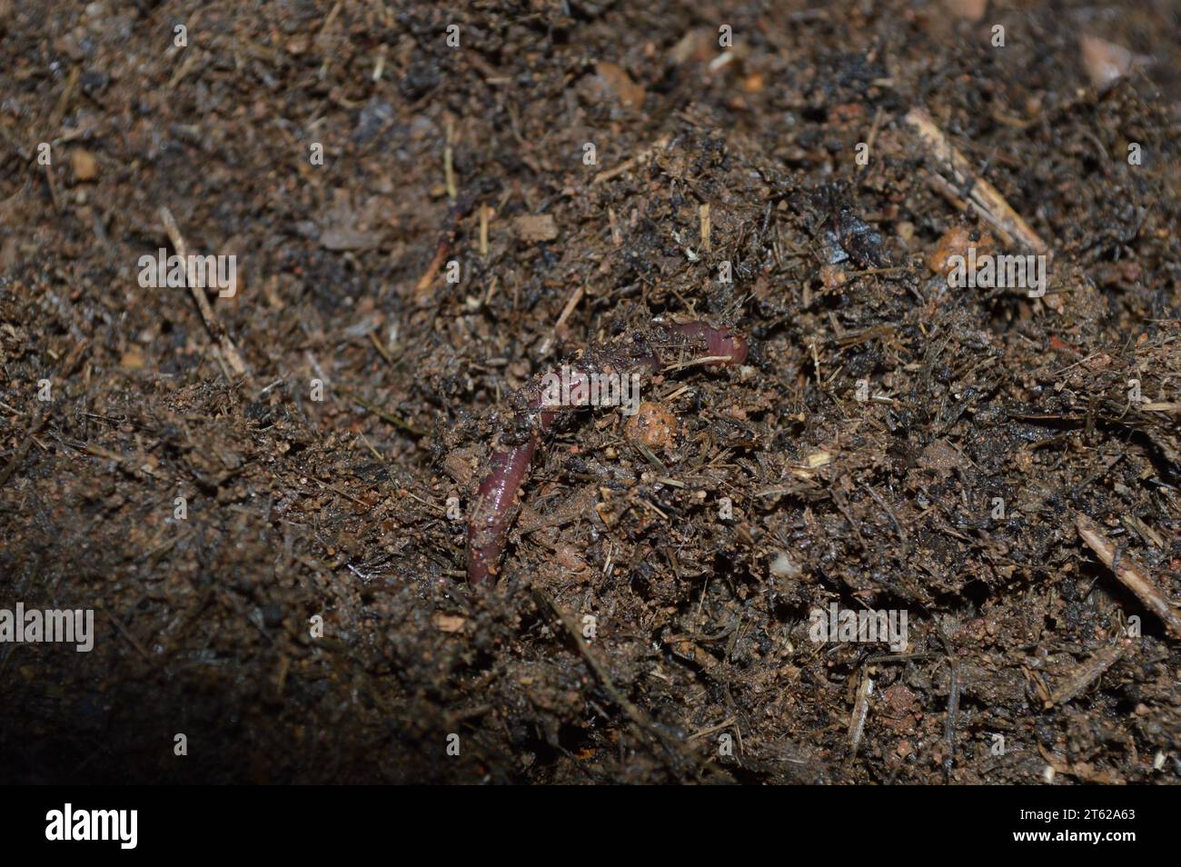 Une lombric se faufilant à travers un sol riche en compost organique sombre, démontrant la décomposition naturelle et la fertilité du sol. Banque D'Images