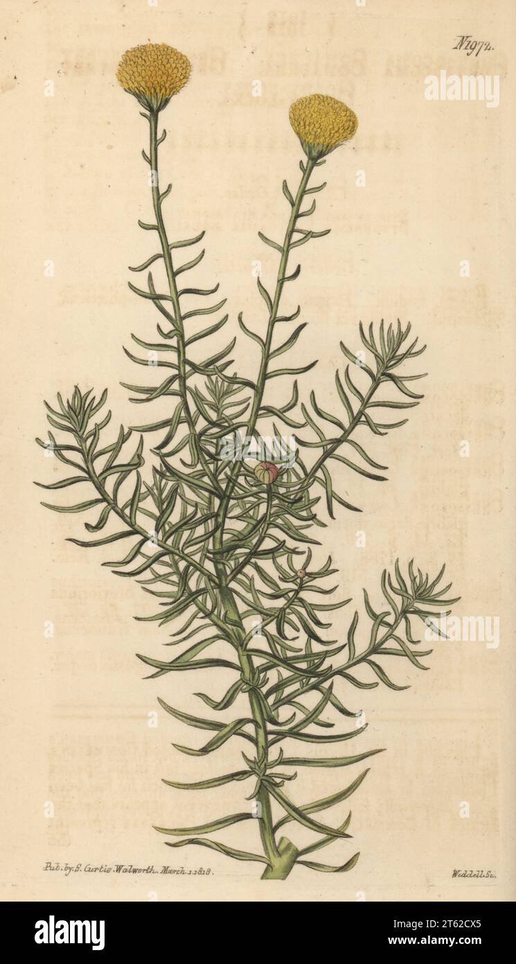 Buissons d'or ou têtes d'or, Chrysocoma cernua. Originaire d'Afrique du Sud, communiqué par N. S. Hodson du War Office. Grands arbustes goldy-Locks, Chrysocoma comaurea. Gravure sur cuivre colorée à la main par Weddell d’après une illustration botanique d’un artiste inconnu du Curtis Botanical Magazine, édité par John Sims, Londres, 1818. Banque D'Images