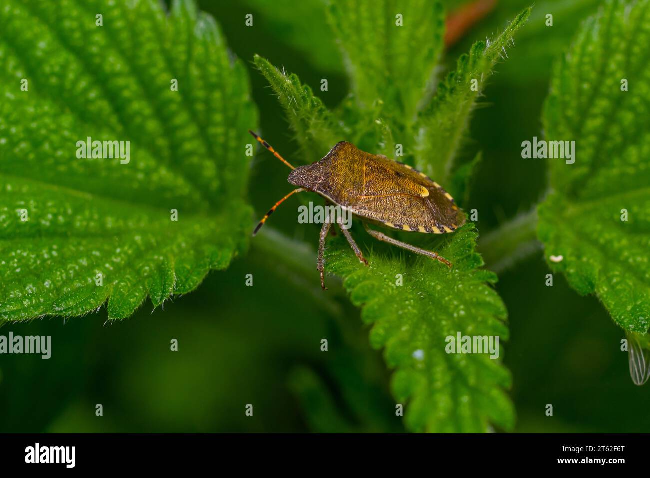 Plan rapproché d'une punaise de forêt brune ou d'une punaise à pattes rouges sur une feuille verte, Pentatoma rufipes. Banque D'Images