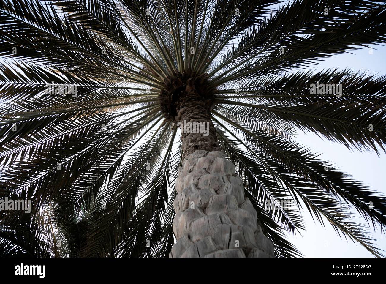 Palmier des parcs des Émirats arabes Unis Banque D'Images