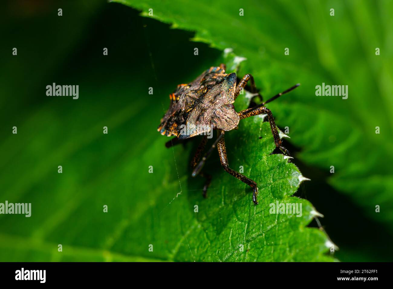 Plan rapproché d'une punaise de forêt brune ou d'une punaise à pattes rouges sur une feuille verte, Pentatoma rufipes. Banque D'Images