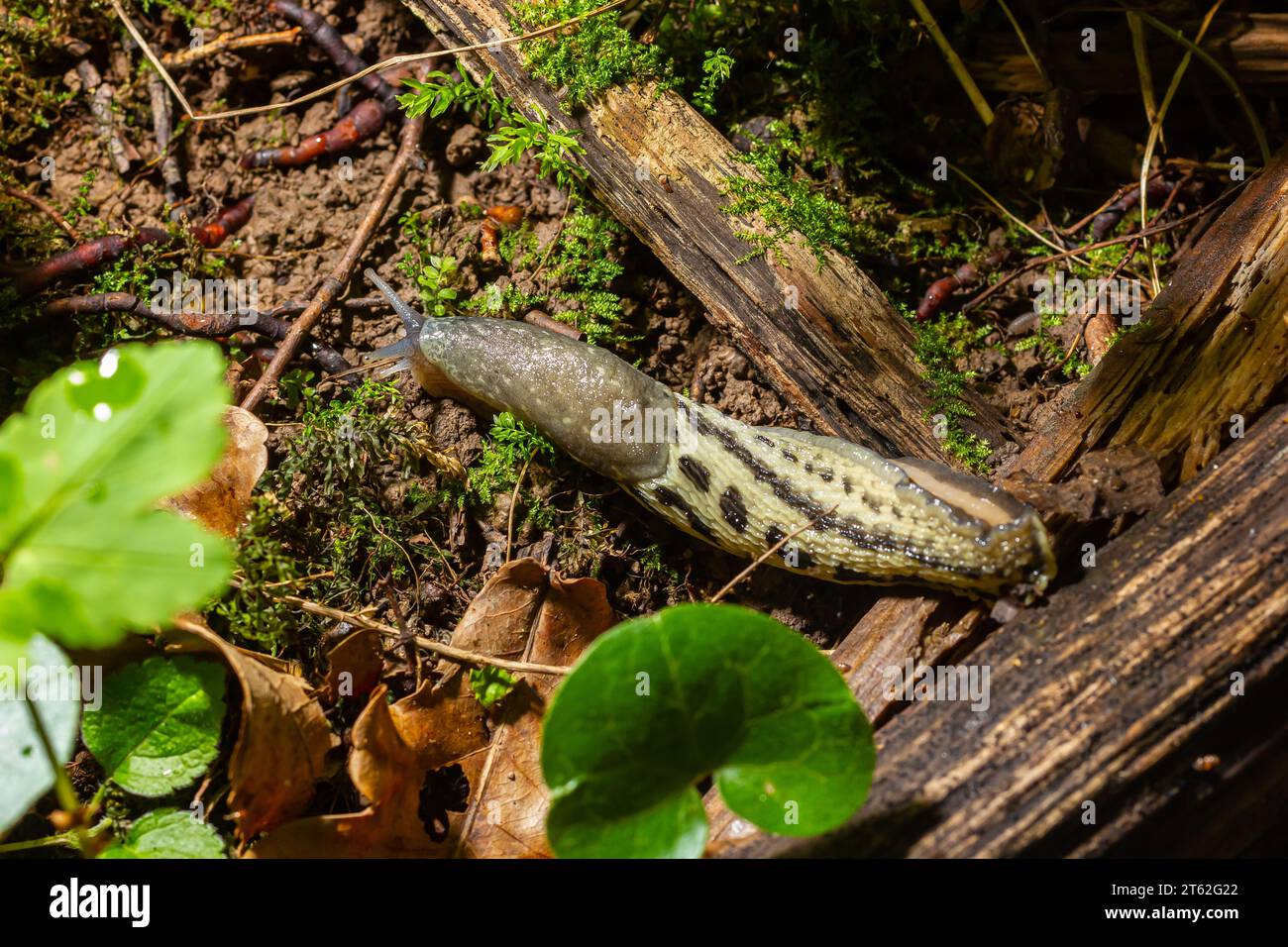 Limax maximus - limace léopard rampant sur le sol parmi les feuilles et laisse une piste. Banque D'Images