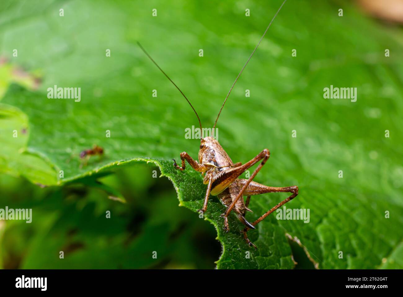 Gros plan naturel sur un bush-cricket noir sub-adulte, Pholidoptera griséoaptera assis sur une feuille verte. Banque D'Images
