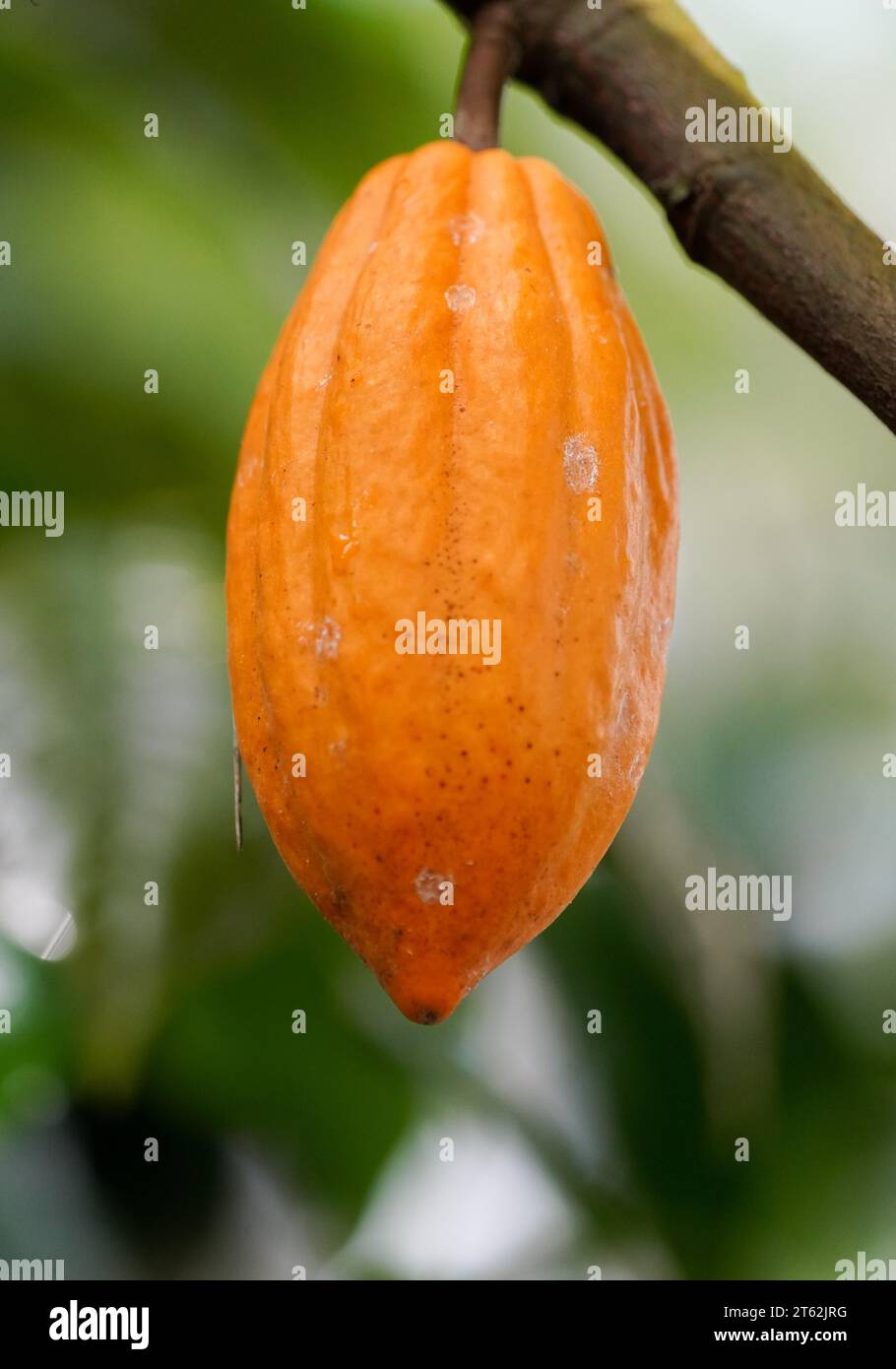 Gros plan de fèves de cacao. Fruit de la plante de cacao. Banque D'Images