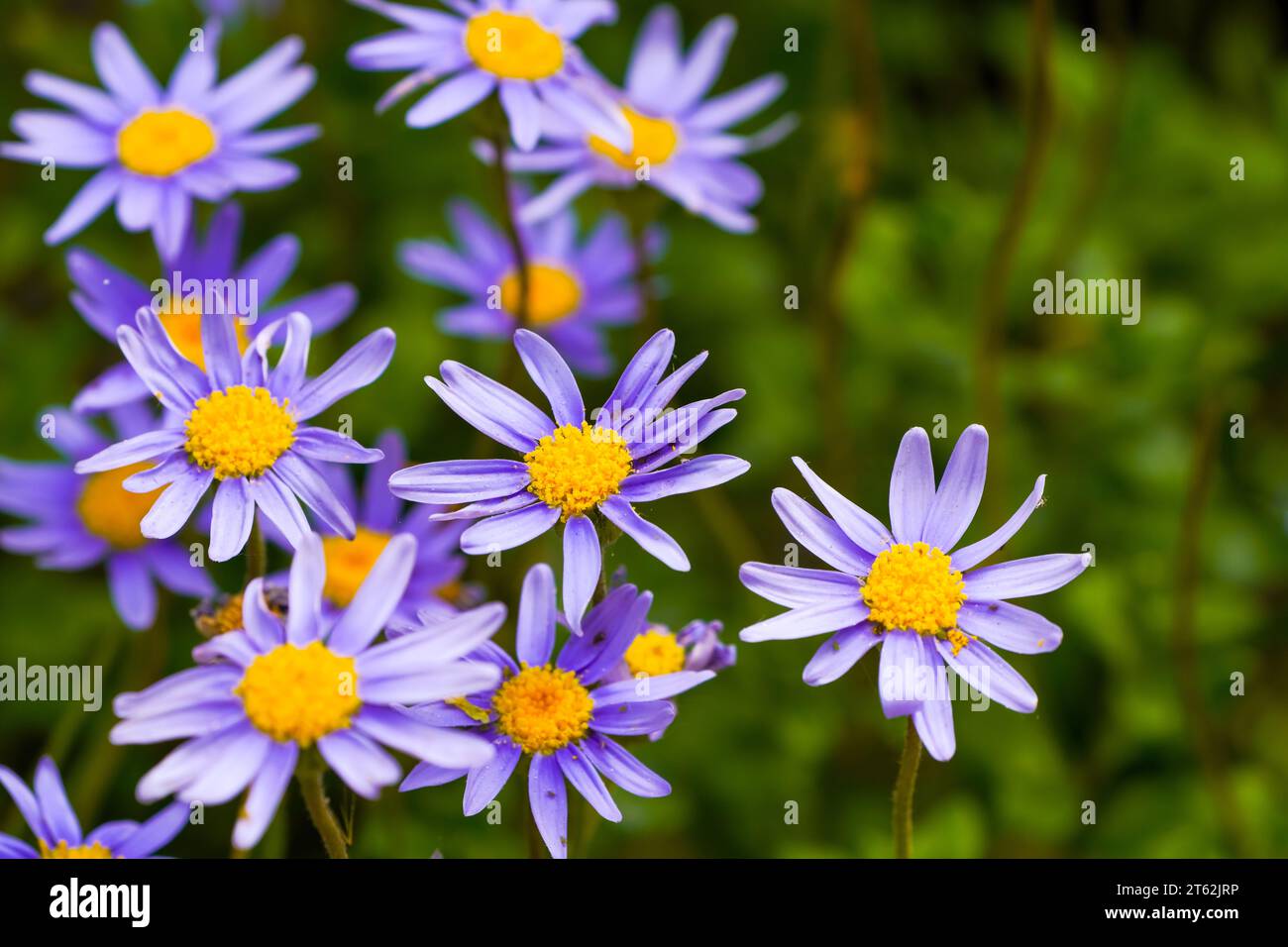 Fleurs violettes Capaster. Felicia amelloides. Gros plan de plantes à fleurs. Banque D'Images