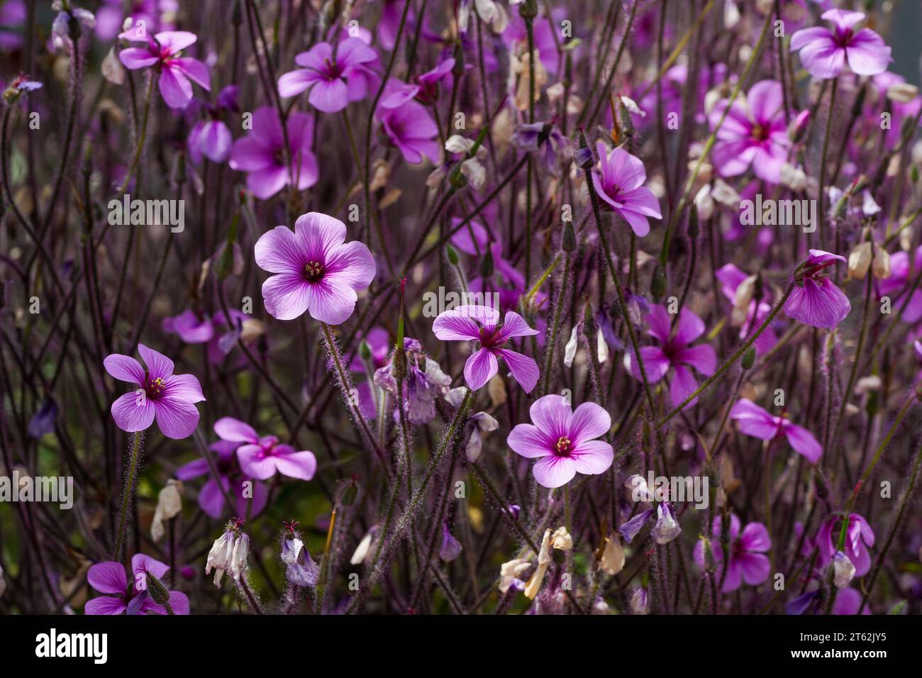 Fleurs du géranium de Madère. Gros plan de plantes à fleurs. Géranium maderense, Géraniacées. Banque D'Images