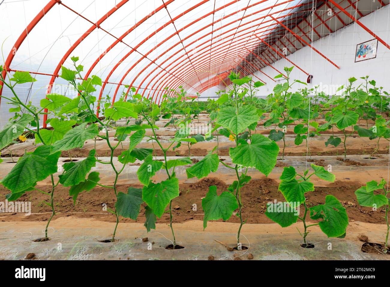 Semis de concombre dans Greenhouse Banque D'Images