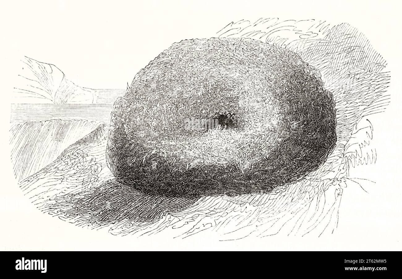 Vieille illustration od nid de balancier à gorge blanche (Cinclus cinclus). Par auteur non identifié, publ. Sur magasin pittoresque, Paris, 1849 Banque D'Images