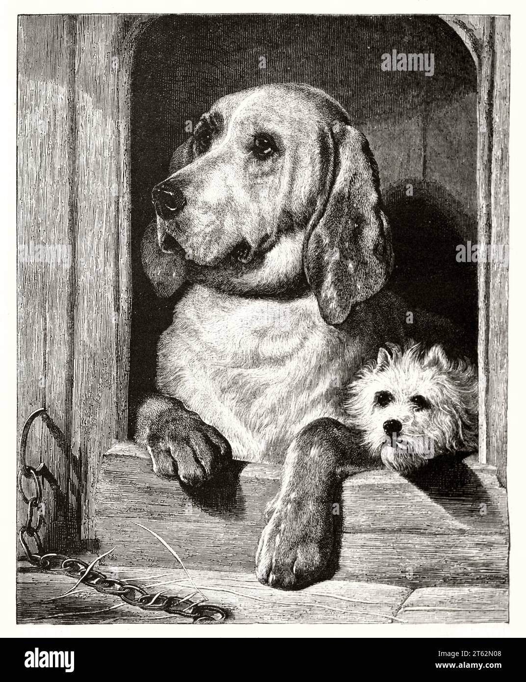 Vieille illustration représentant un grand et un petit chien dans le même chenil. Par Freeman, publ. Sur magasin pittoresque, Paris, 1849 Banque D'Images