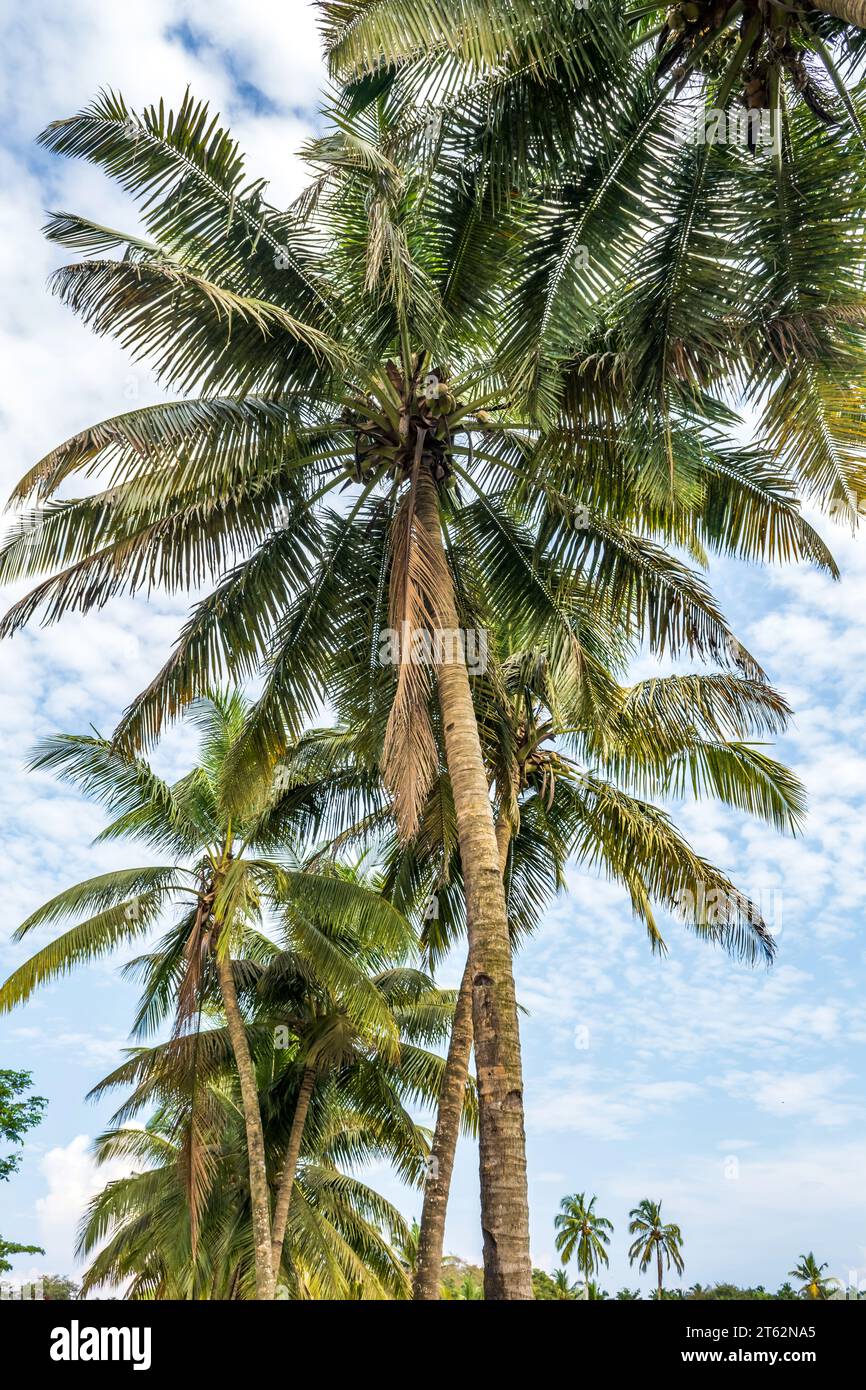 Cocotiers palmiers contre le ciel bleu de l'Inde Banque D'Images