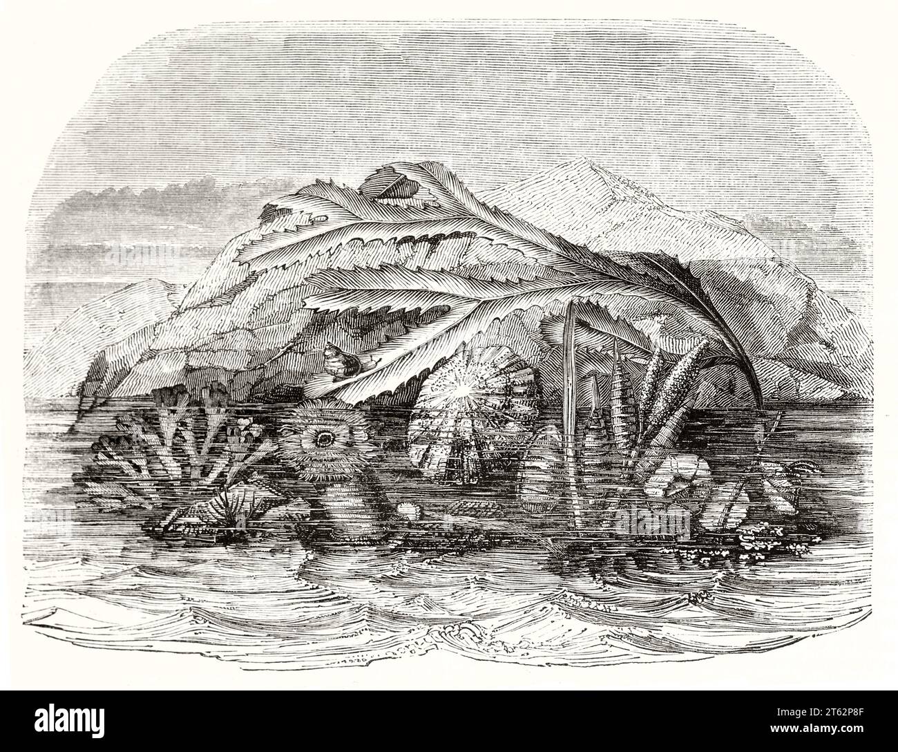 Vieille illustration des formes de vie marine. Par auteur non identifié, publ. Sur magasin pittoresque, Paris, 1849 Banque D'Images