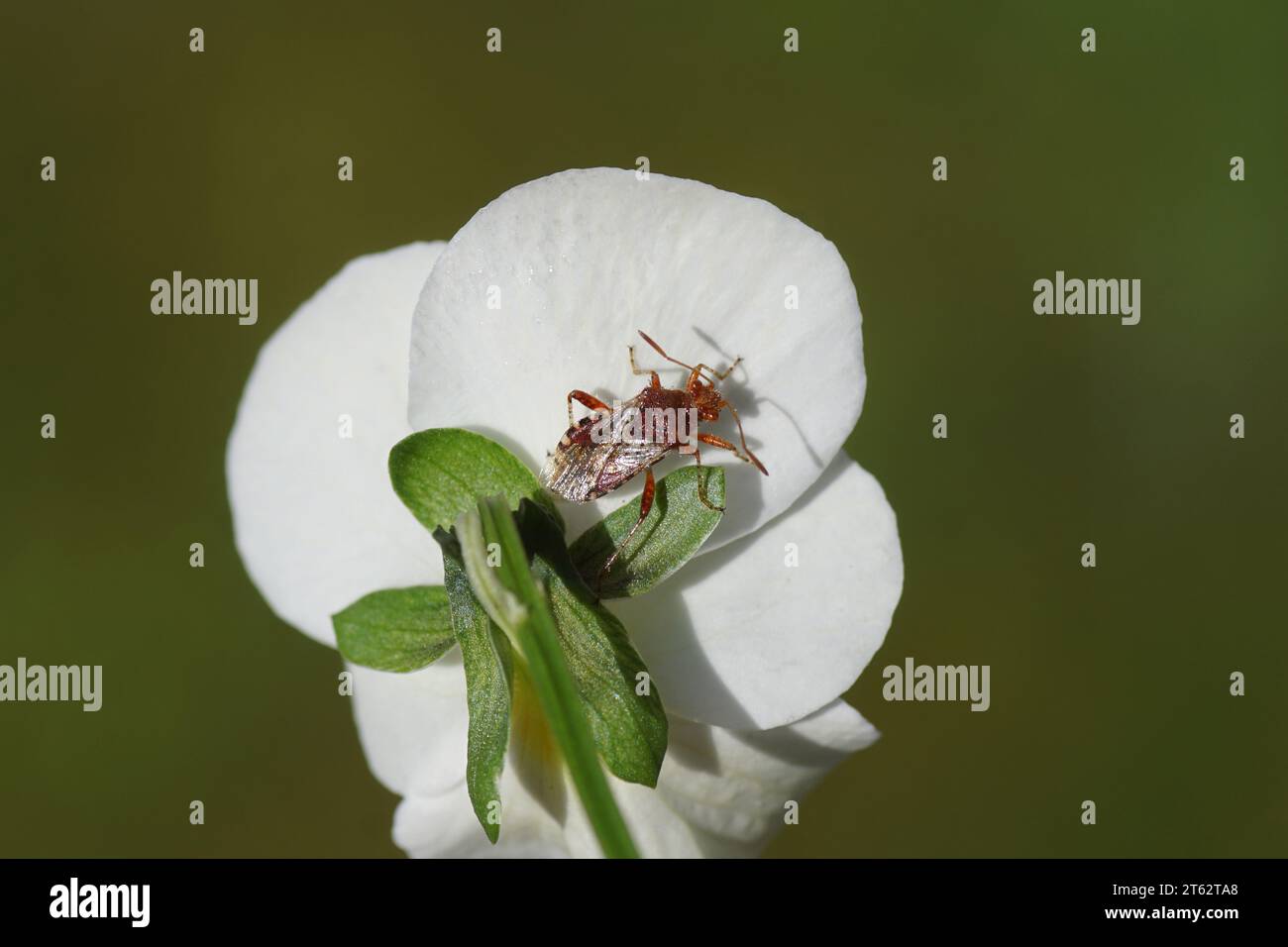 Gros plan sur le bogue Rhopalus subrufus. Famille Bugs végétaux sans dents (Rhopalidae). Sur le dos d'une fleur d'une pansie de jardin blanche. Printemps, mars, Banque D'Images