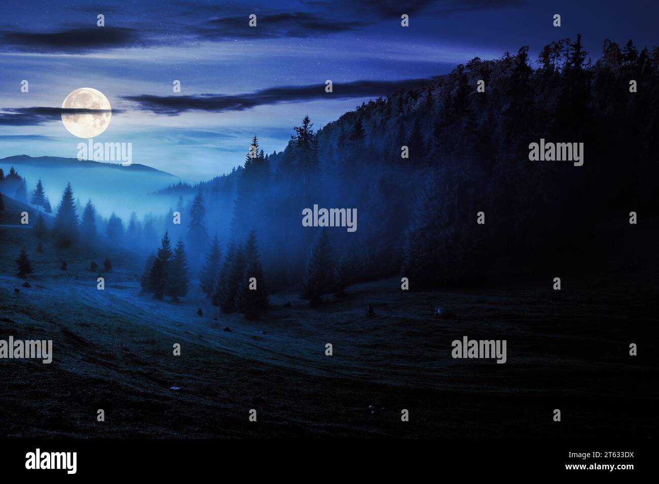 épinettes sur la colline dans le brouillard sous le ciel bleu la nuit. magnifique paysage de campagne dans la lumière de pleine lune Banque D'Images épinettes sur la colline dans le brouillard sous le ciel bleu la nuit. magnifique paysage de campagne dans la lumière de pleine lune Banque D'Images