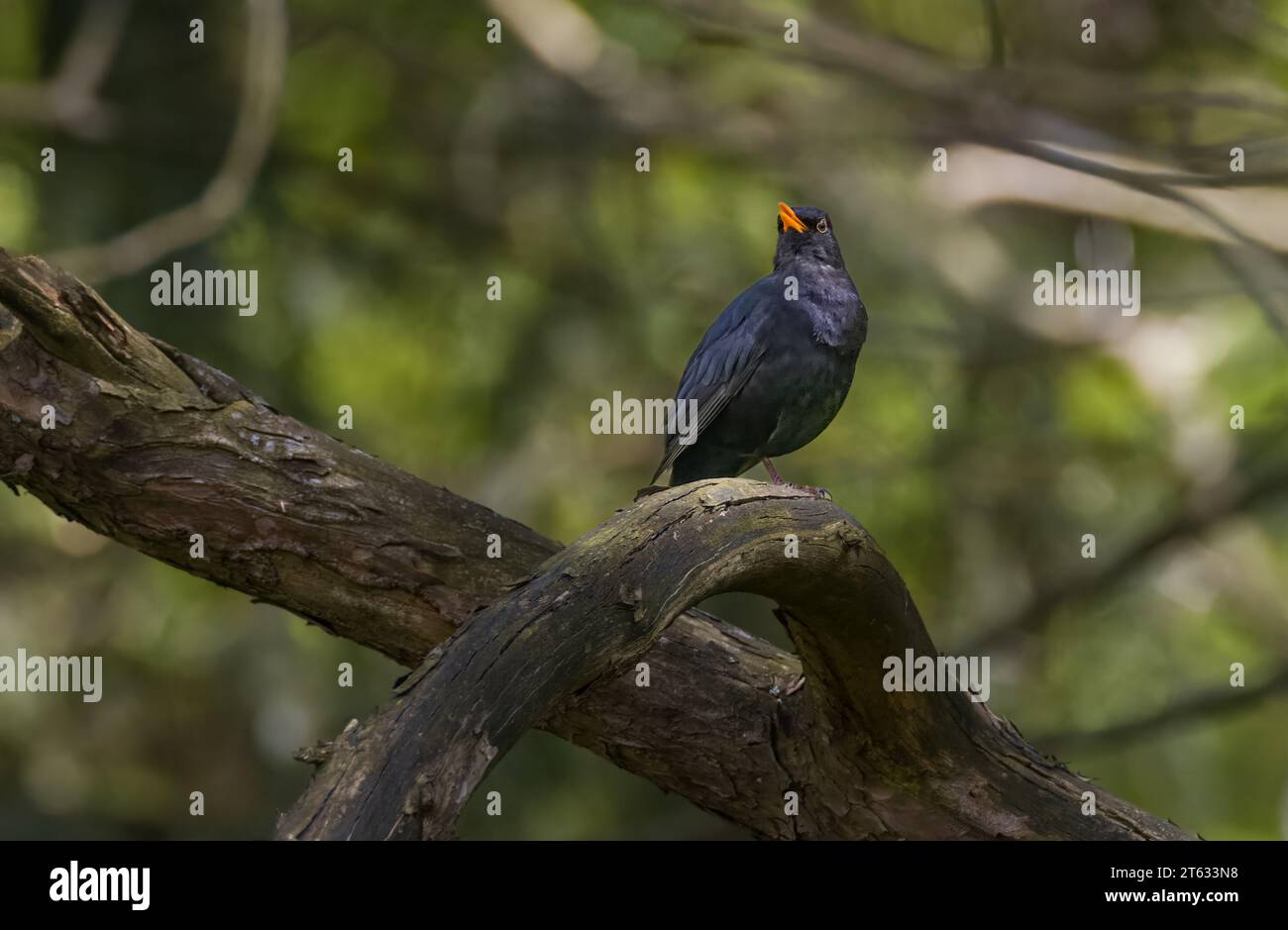 Oiseau noir commun (Turdus merula) mâle sur la branche regardant la caméra, voïvodie de Podlaskie. Pologne, Europe Banque D'Images