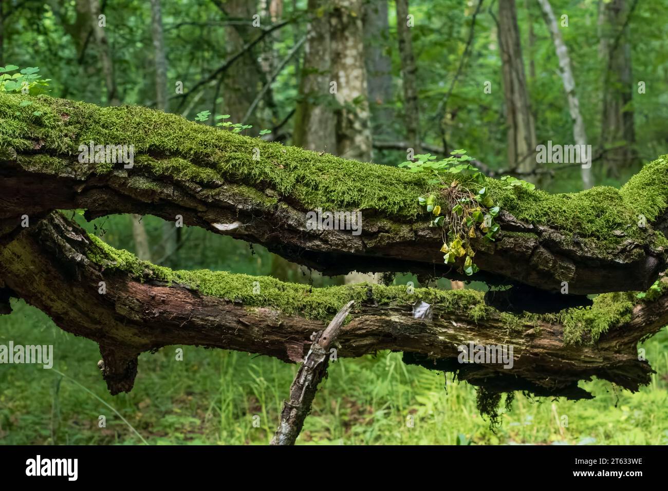 Ancienne branche de chêne cassée couchée au premier plan et vieux stand de feuilles caduques en arrière-plan, forêt de Bialowieza, Pologne, Europe Banque D'Images