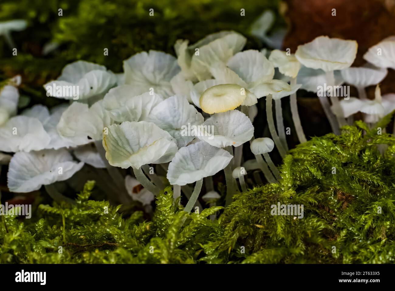 Les champignons Delicatula integrella se regroupent de près parmi la mousse, forêt de Bialowieza, Pologne, Europe Banque D'Images