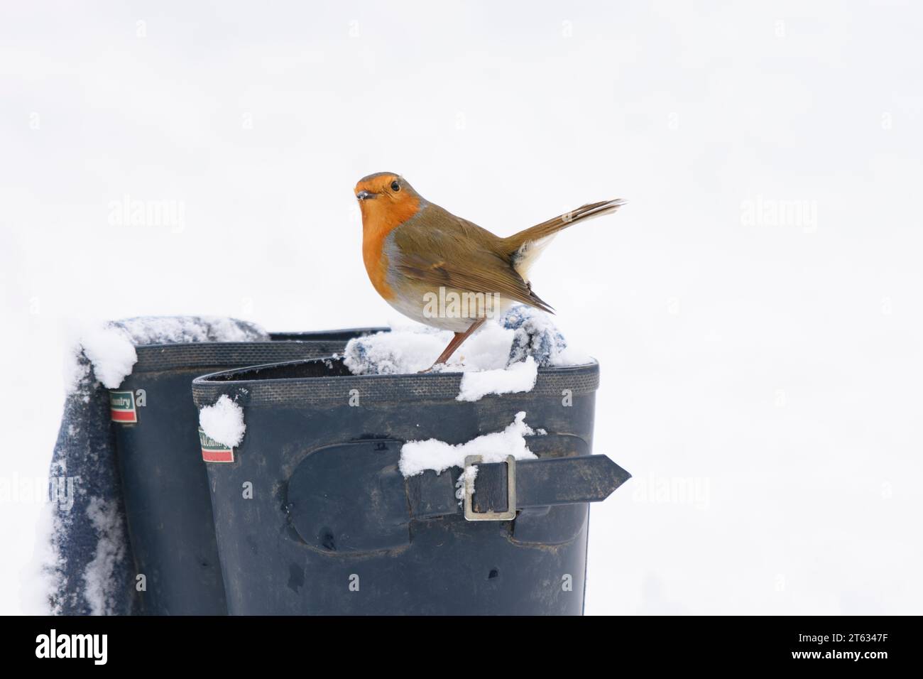 Rouge-gorge européen erithacus rubecula, perché au sommet de bottes wellington recouvertes de neige, comté de Durham, Angleterre, Royaume-Uni, mars. Banque D'Images