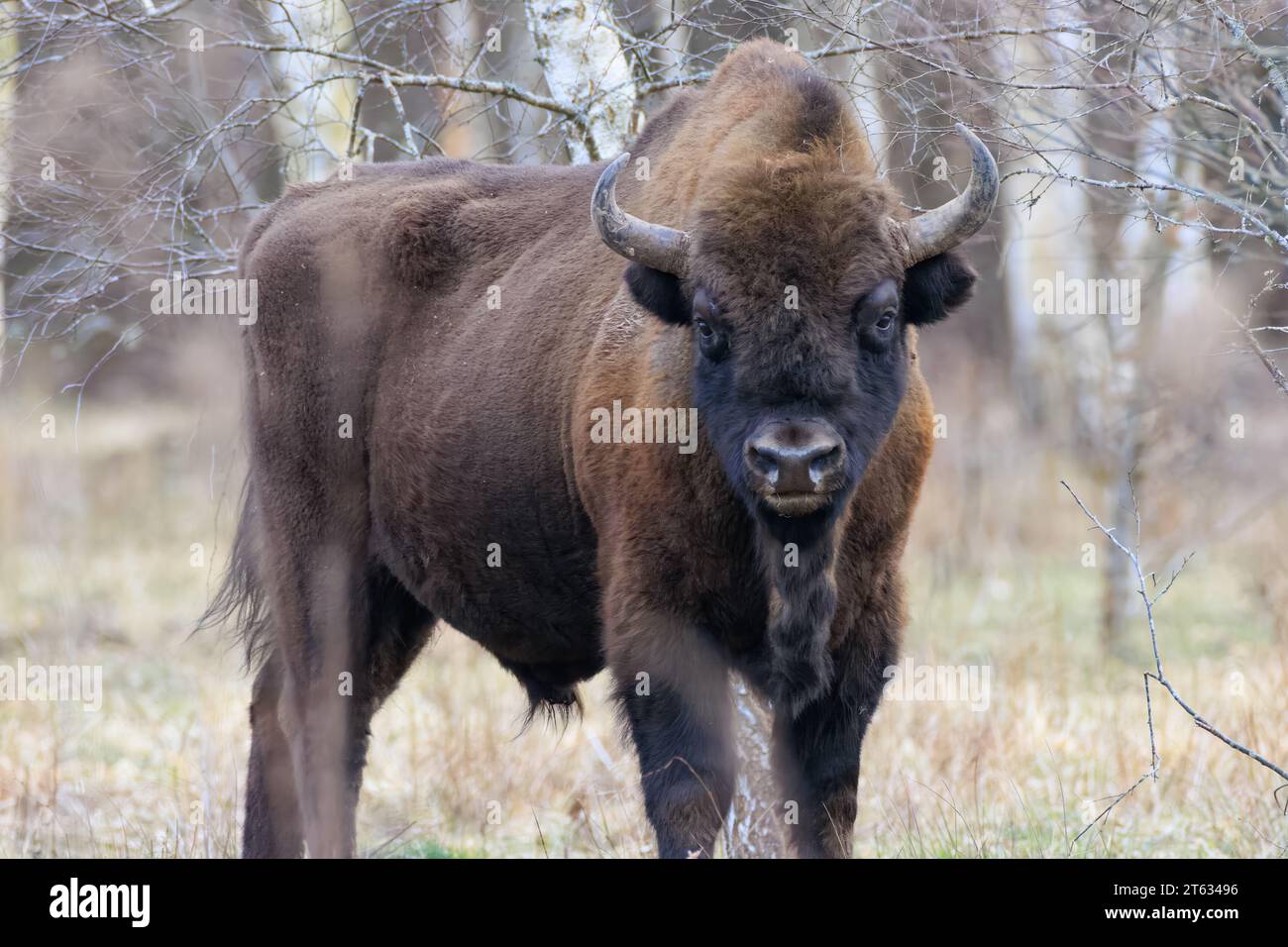 Bison européenne (Bison bonasus) mâle dans la forêt de printemps regardant caméra, forêt de Bialowieza, Pologne, Europe Banque D'Images