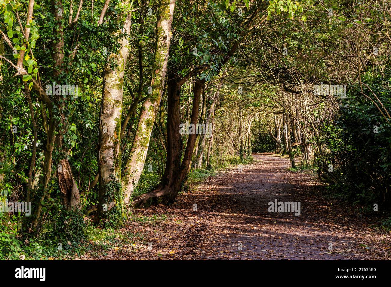 Un sentier pédestre dans Tehidy Woods Country Park à Cornwall au Royaume-Uni. Banque D'Images
