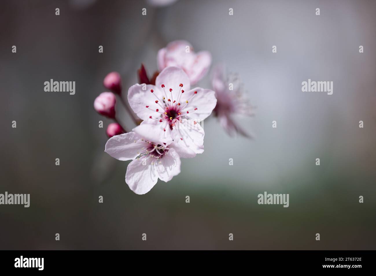 Fleurs de cerisier en fleur Banque D'Images