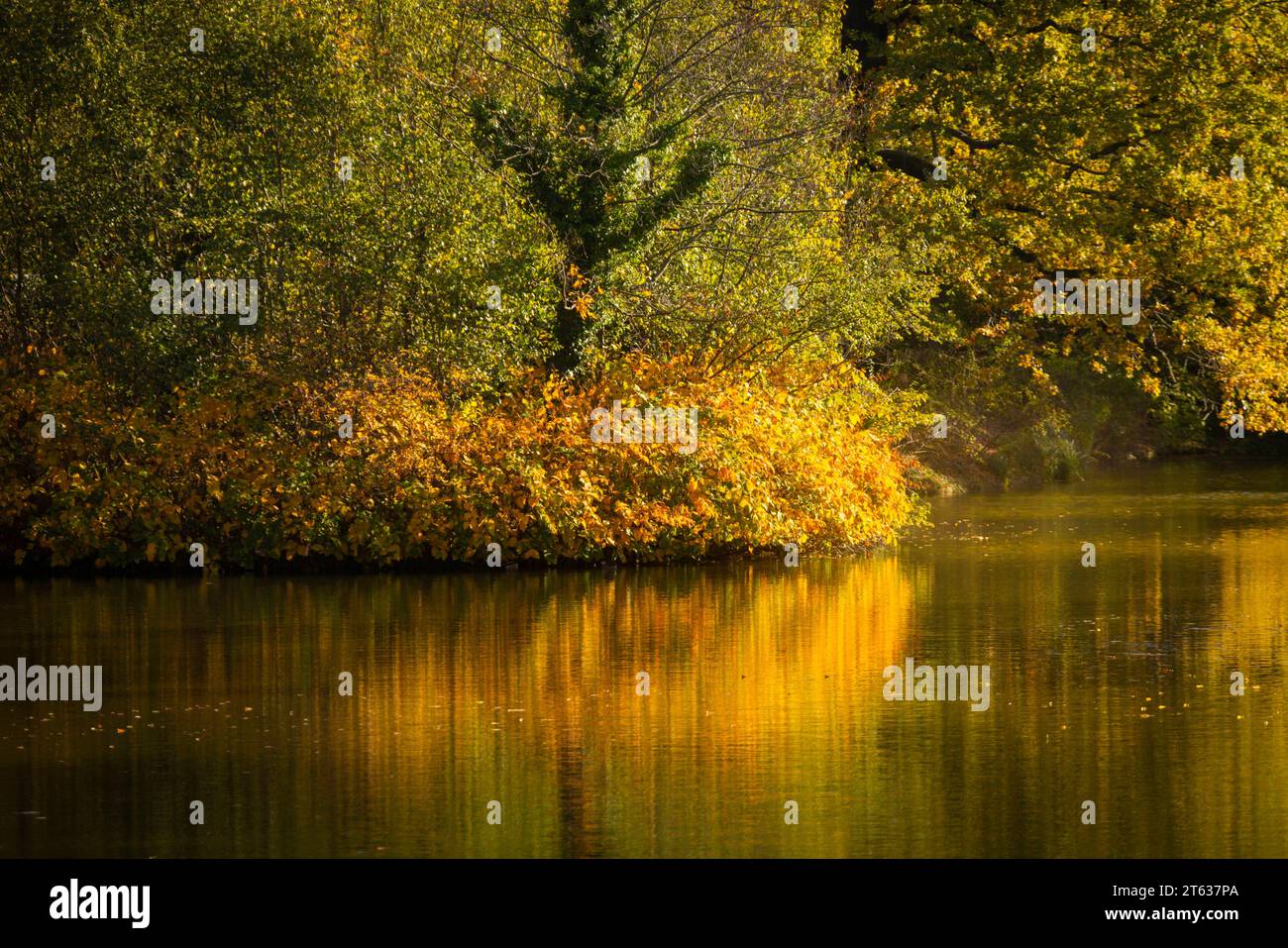 Grosser Garten im Herbst Der Große Garten in Dresden ist eine