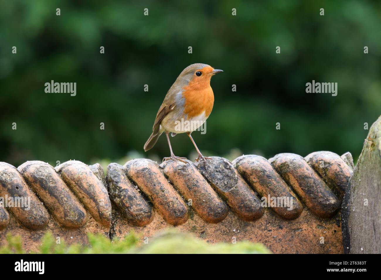 Rouge-gorge européen erithacus rubecula, perché sur un sentier décoratif en terre battue bordant le jardin, comté de Durham, Angleterre, Royaume-Uni, décembre. Banque D'Images