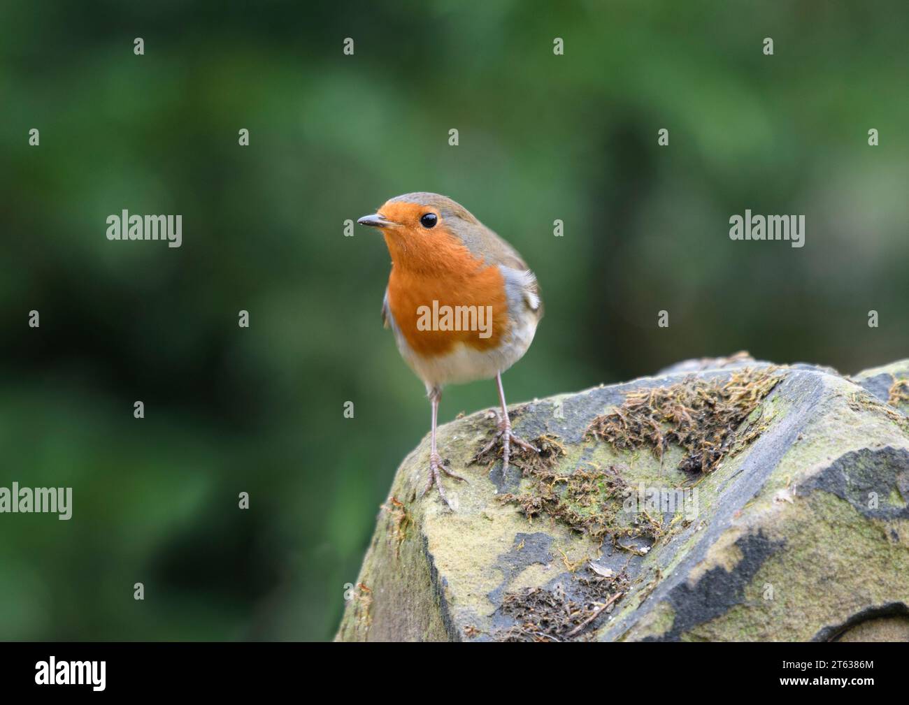 Rouge-gorge européen erithacus rubecula, perché sur un pilier de porte en pierre, comté de Durham, Angleterre, Royaume-Uni, décembre. Banque D'Images