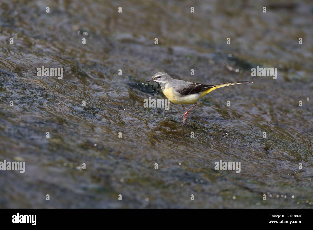 Bergeronnette, Motacilla cinerea, Pays de Galles, Royaume-Uni Banque D'Images