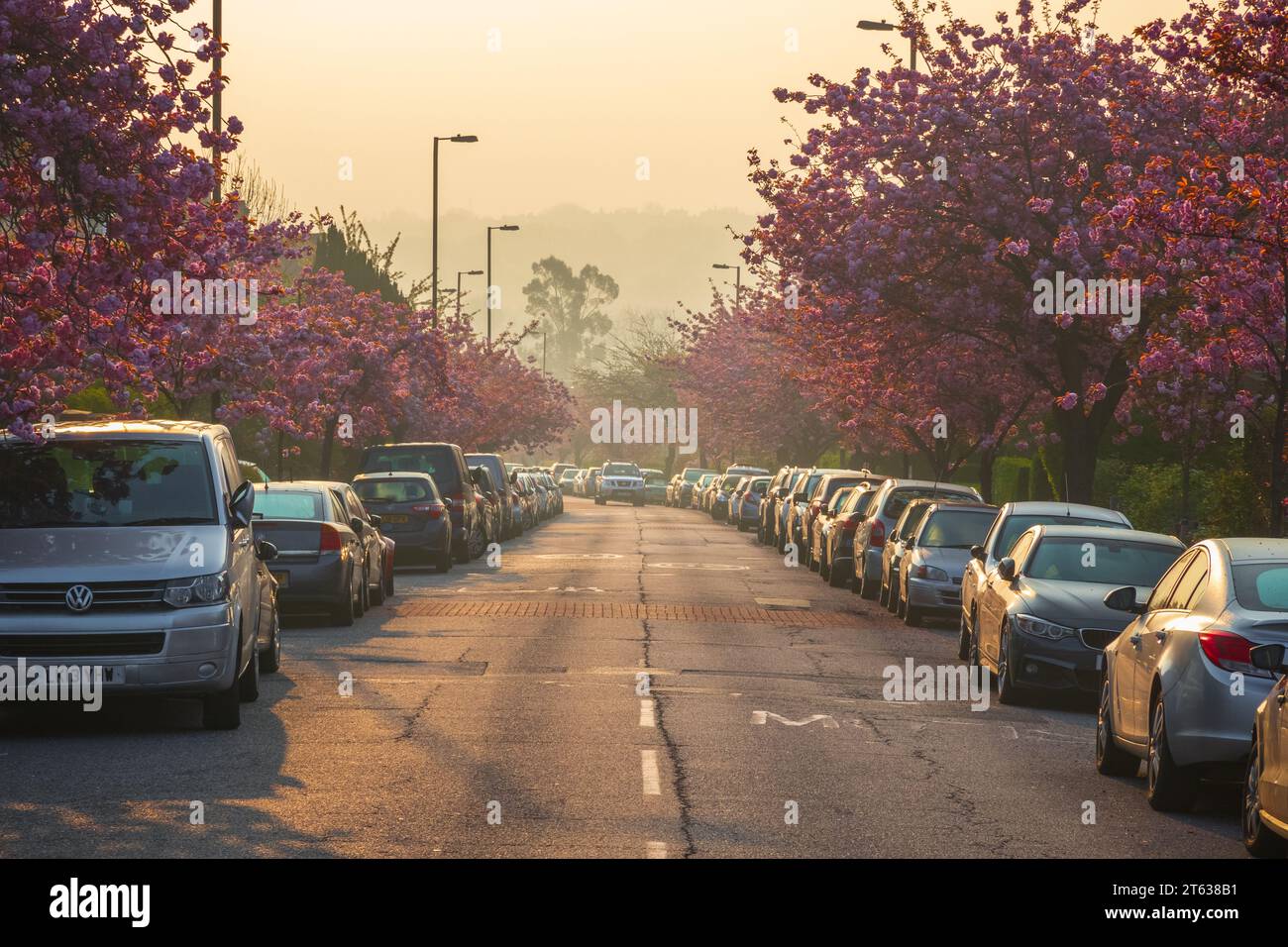 Londres, Royaume-Uni - 17 avril 2023 - tôt le matin, rue bordée de cerisiers en fleurs sur Cranley Gardens à Muswell Hill Banque D'Images