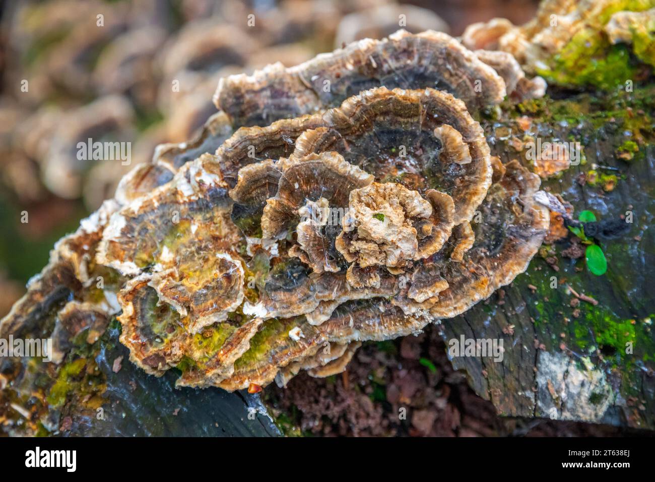 Champignon poussant sur souche d'arbre dans Highgate Wood, Londres, Angleterre Banque D'Images