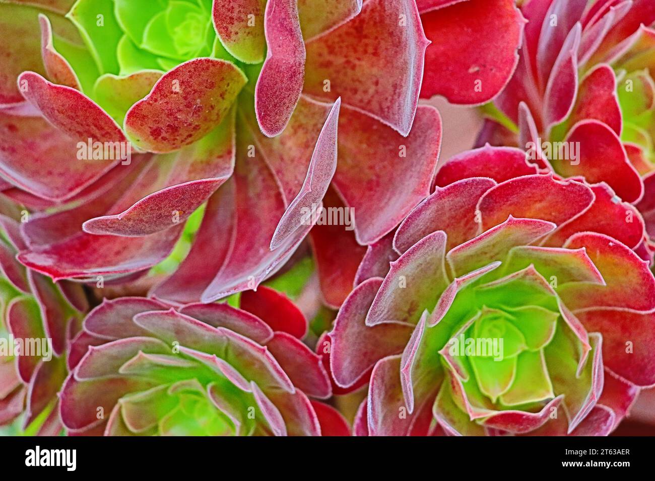 Bejeque (aeonium canariense) arbusto suculento endomico de las Islas Canarias. ESTA variedad es de un color rojo llamativo. Banque D'Images