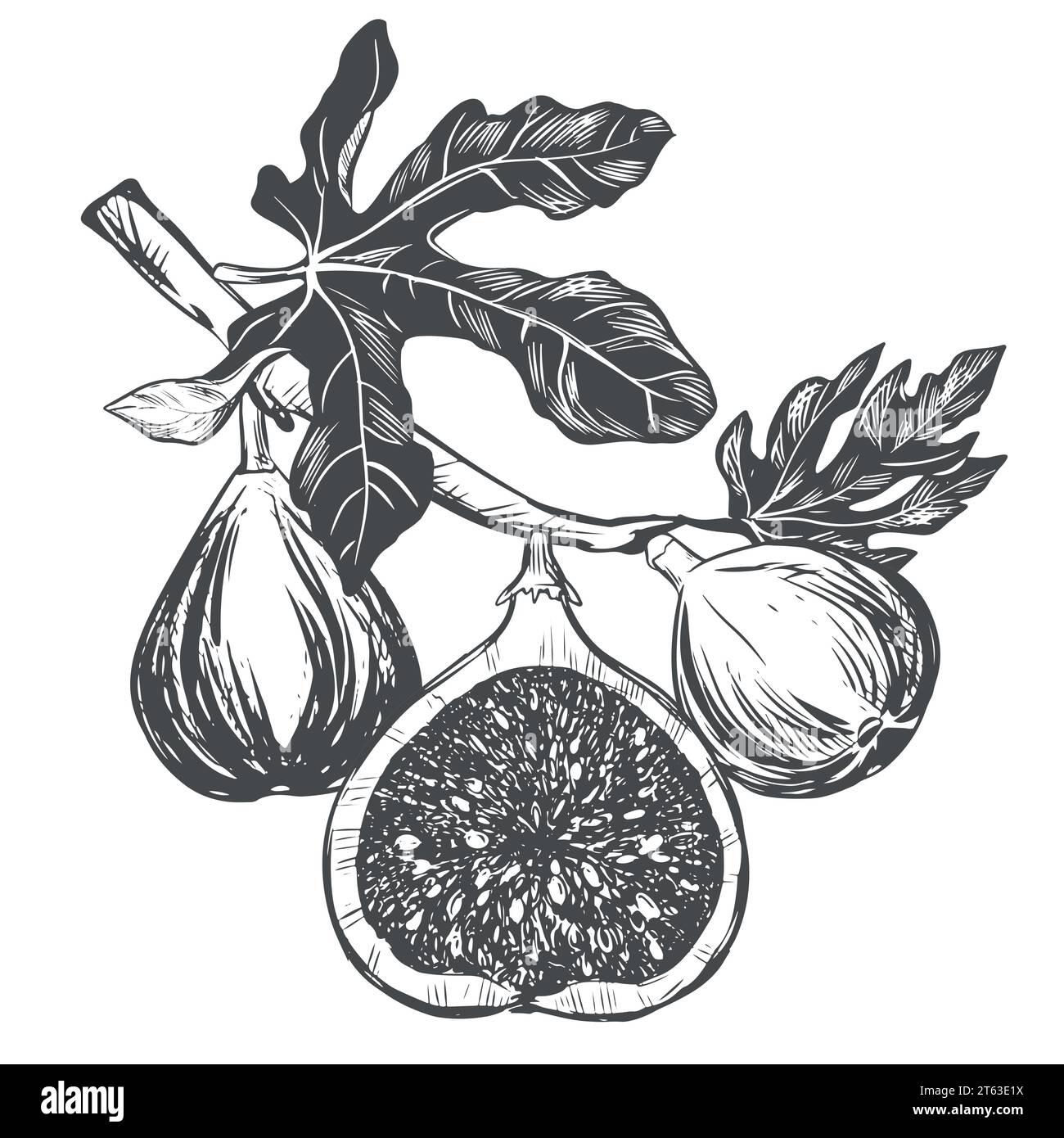 Branche Fig sur fond blanc. Plante tropicale, fruit cru, feuille. Croquis de fruits sucrés. Image vectorielle dans le style de gravure. Convient pour l'emballage des Illustration de Vecteur